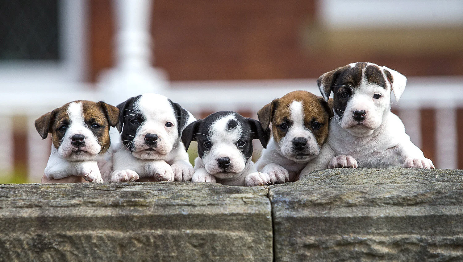 Hope rescue centre bulldog puppies