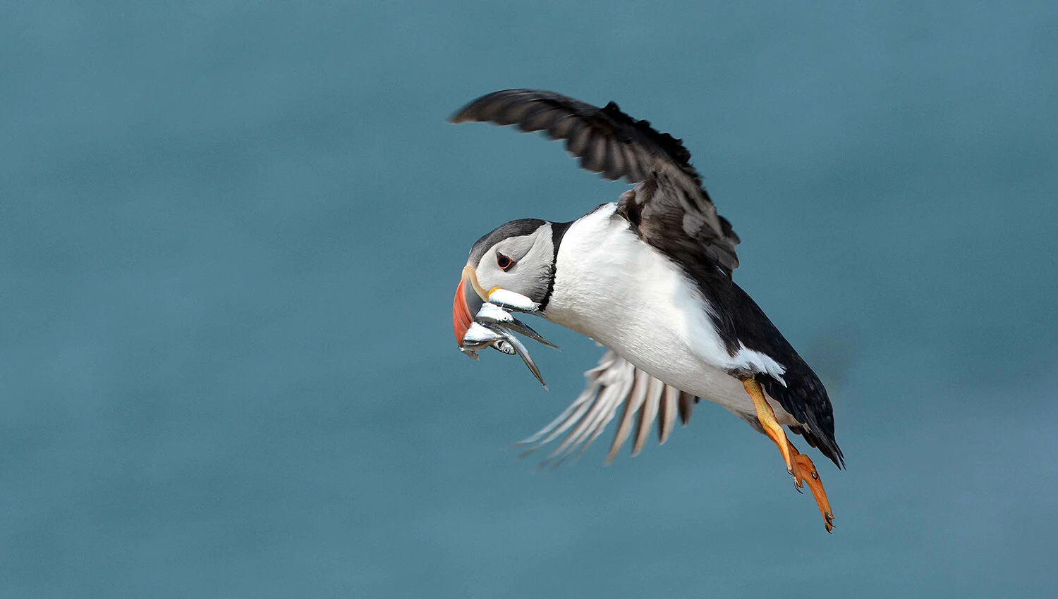 Puffins on skomer island